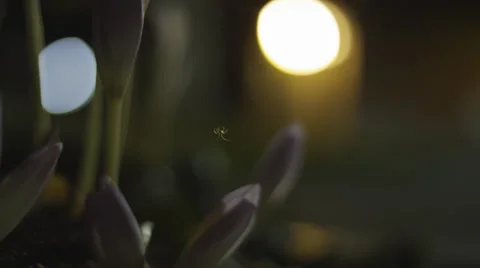 Spider hanging in a string between crocuses at night Stock Footage 41596261