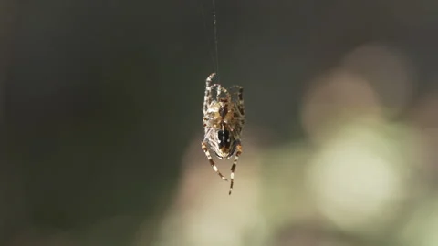 A spider hanging on a thread of web. Stock Footage 318582668
