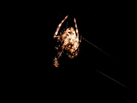 Spider hanging upside down in its web at night with a dark and foreboding a.. Stock Photos