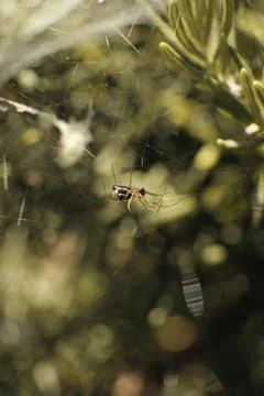Spider hanging upside down 写真素材