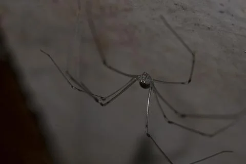 Spider hanging from a wall Stock Photos