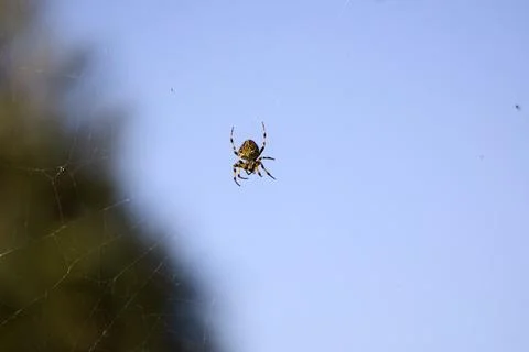 Spider Hanging on Web Against Clear Blue Sky Minimal Background Stock Photos