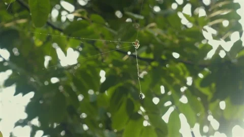 Spider hanging in web amidst vibrant green leaves, sunlight filtering Stock Footage 280198487