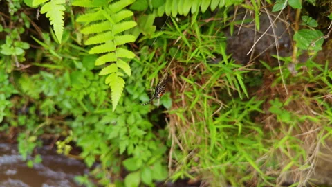 Spider Hanging in Web Among Green Tropical Plants Near Flowing Water Stock Footage 337062726