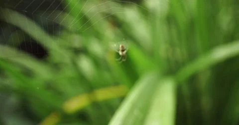 Spider Hanging in Web in between Green Grass, Focus Shift Stock Footage