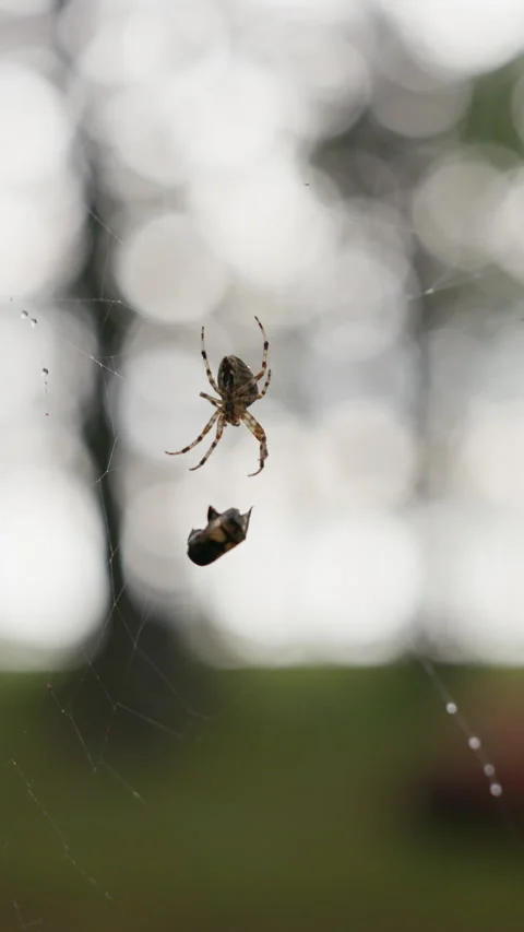 Spider hanging on web with captured prey against soft blurred forest background Stock Footage 344772230
