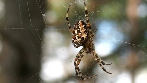 Spider hanging on the web. Stock Footage