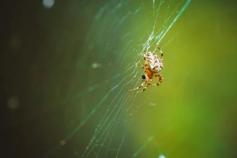 Spider hanging on the web in a forest Stock Photos