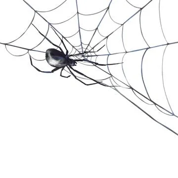 Spider hanging on a web. Gothic black grey Halloween decoration. Hand drawn Stock Illustration