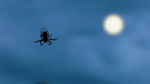 Spider hanging in web at night Stock Footage 178555683