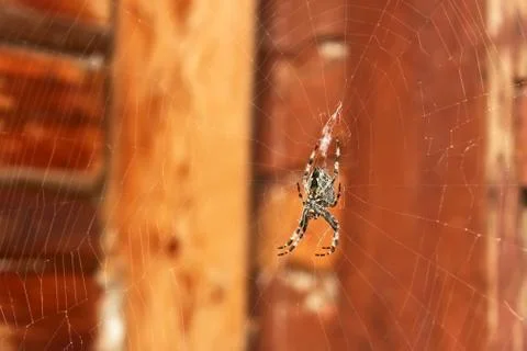 Spider hanging on a web Stock Photos