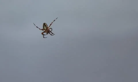Spider hanging on a web. Stock Photos