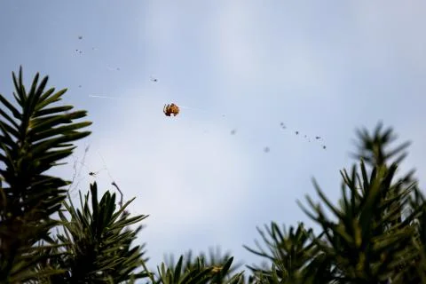 Spider hanging from web 写真素材