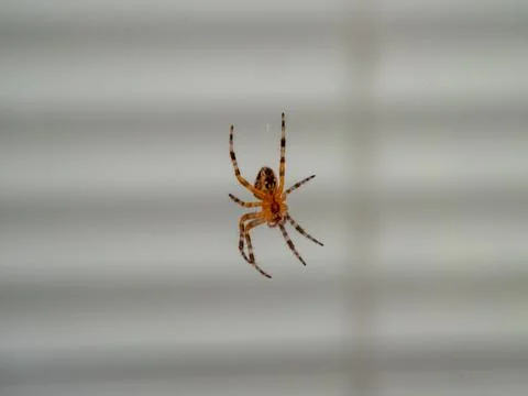 The spider is hanging on a web. Stock Photos