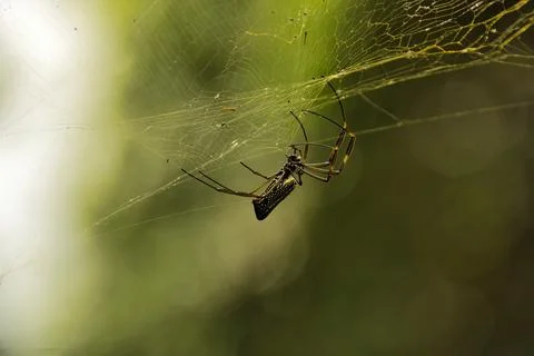 A spider is hanging from a web Stock Photos