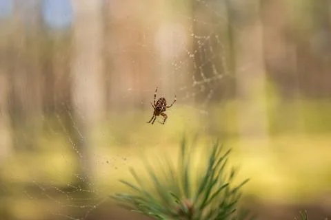 Spider hanging on web Stock Photos
