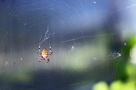 Spider hanging on web on sky background macro photo as background. Stock Photos