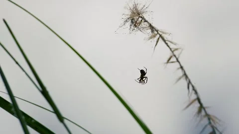Spider Hanging on Web Thread Stock Footage 316891473