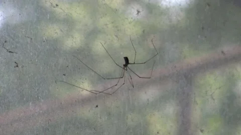 Spider hanging before a window Stock Footage 158929685