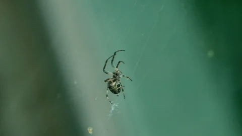 The spider hangs on a cobweb Stock Footage 95665735