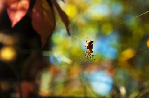 Spider hangs on cobwebs on a blury background of autumn leaves Stock Photos