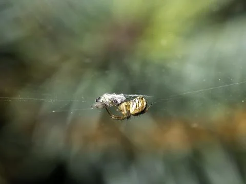 Spider hangs on delicate web against blurred green backdrop Stock Photos