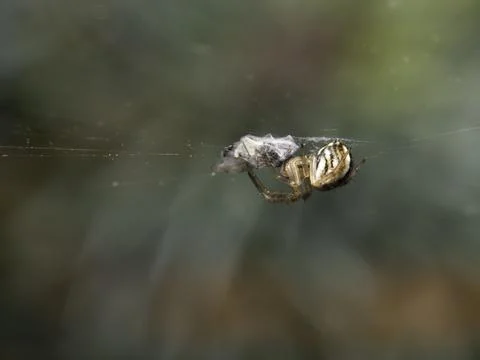 Spider hangs on delicate web against blurred green backdrop Stock Photos
