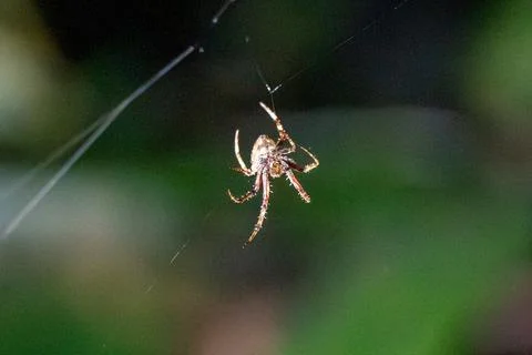 Spider hangs from delicate web in natural setting Stock Photos