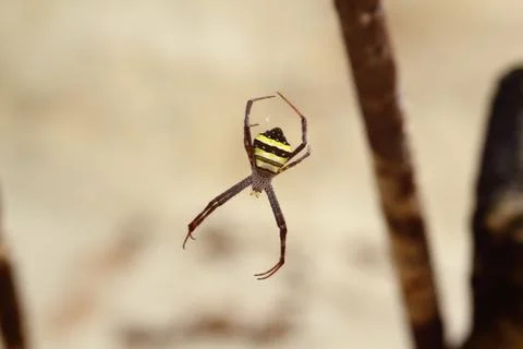 A Spider That Hangs From Its Burn 스톡 사진