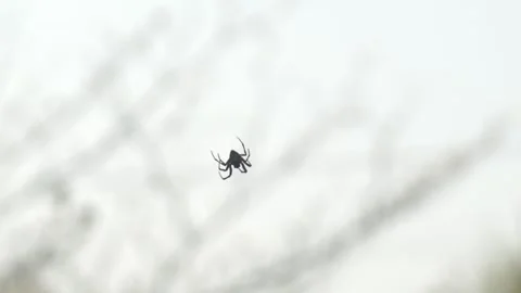 A Spider Hangs From its Silk Thread - Close Up Stock Footage 296582807