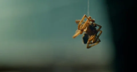 Spider hangs motionless from it's web in the foreground Stock Footage 113176104