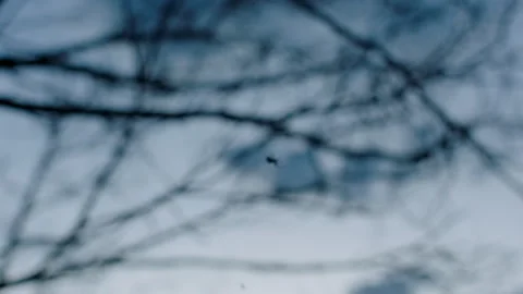 Spider hangs Spiderweb, Tree Brunches, Australia, Victoria, You Yangs Stock Footage 227284657