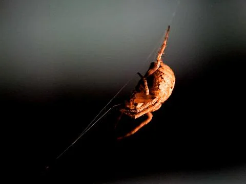 Spider hangs suspended in its web, its silhouette a stark contrast against .. Stock Photos
