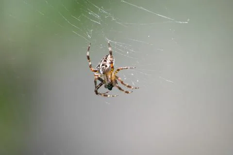 	The spider hangs on a web Stock Photos