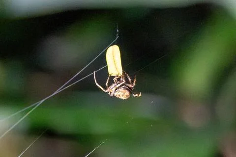 Spider hangs from yellow-tipped web against green foliage Stock Photos