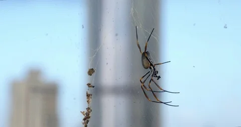 This spider has the best view! Stock Footage 73032349