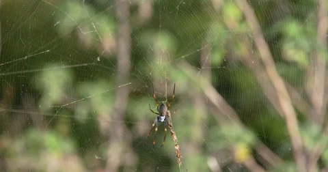 This spider has the best view! Stock Footage 73032935