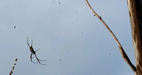 This spider has the best view! Stock Footage 73034942