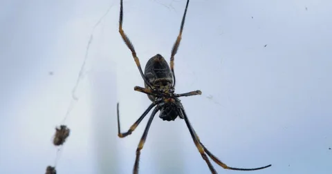 This spider has the best view! Stock Footage 73035562