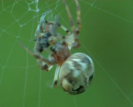 Spider has caught a fly and confuses it in a network Video stock 671732