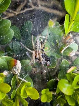 A spider that has caught a fly Stock Photos