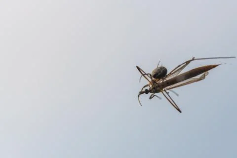 A spider  has caught a flying insect in its web and sucks it Stock Photos