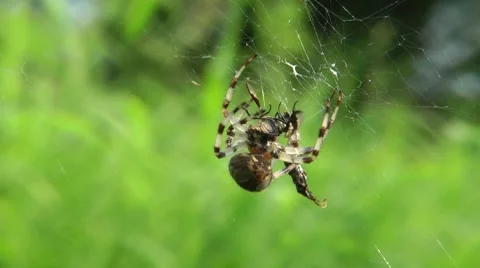 The spider has caught a victim - it very much is glad to it Stock-Footage 8664205
