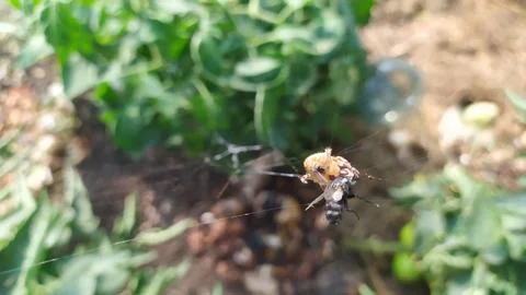 A spider has caught a web of flies in its net and is trying to eat it. Stock Photos