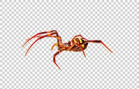 A spider has a combination of brown and orange colors Stock Photos