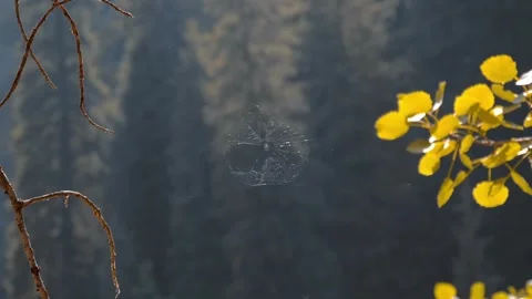 The spider has spun a huge web that sways in the wind Stock Footage 318676216