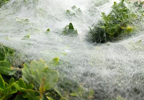 A spider has woven a web on the top of a boxwood bush. dew drops on the web Stock Photos