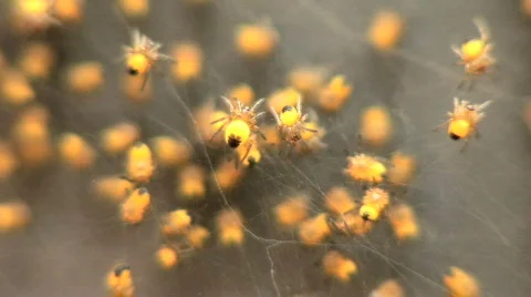 Spider Hatchlings - Newborn Baby Spiders Cling to Web, closeup Stock Footage