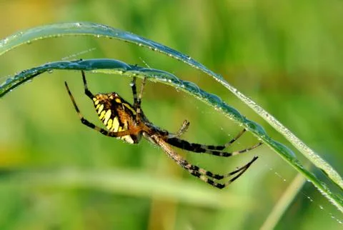 Spider in her spiderweb Stock Photos