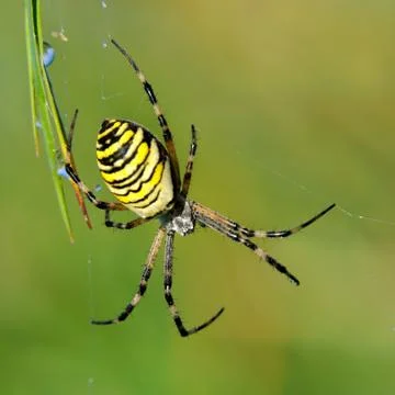 Spider in her spiderweb Stock Photos